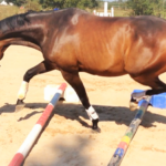 Das sinnvolle Longieren eines Pferdes – WEBINAR