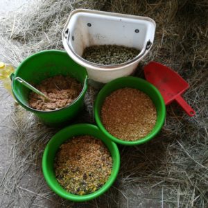Pferdefütterung Karolin Köhler