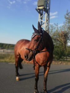 gebissloses reiten karolin köhler