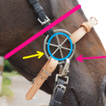 Checkup: Verschnallung LG – Zaum