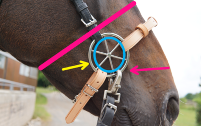 Checkup: Verschnallung LG – Zaum